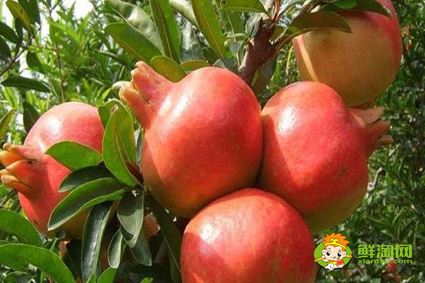 会理石榴甜度达到多少,会理石榴是白色籽吗