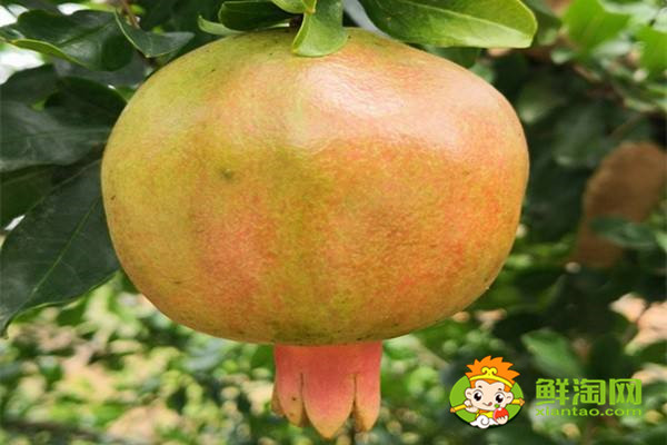 枣庄石榴哪里多,枣庄石榴上市时间