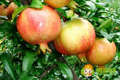 枣庄石榴哪里多,枣庄石榴上市时间