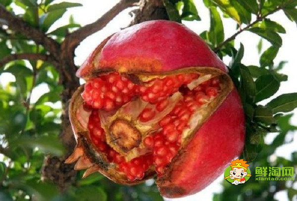 为什么石榴还没熟就裂口呢,石榴裂口处坏了还会吃吗