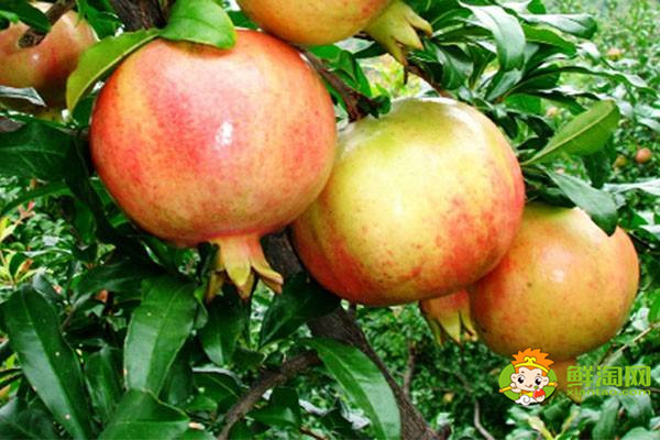 为什么石榴还没熟就裂口呢,石榴裂口处坏了还会吃吗