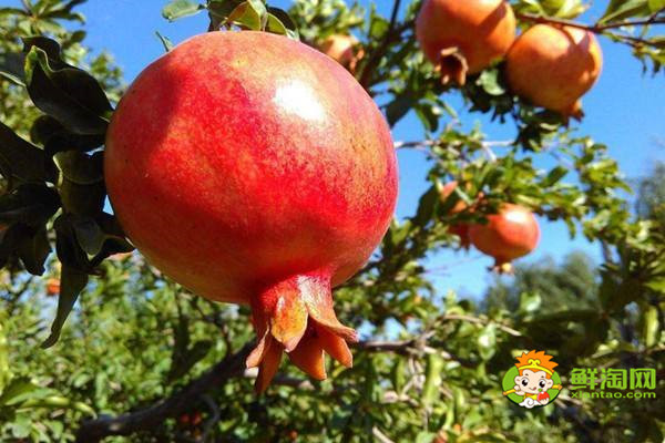 软籽石榴挑选方法图解,石榴挑选红的还是黄的