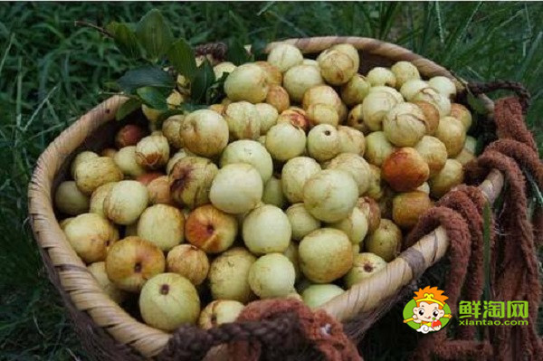 冬枣吃不完怎么处理,冬枣吃不完可以晒干吗