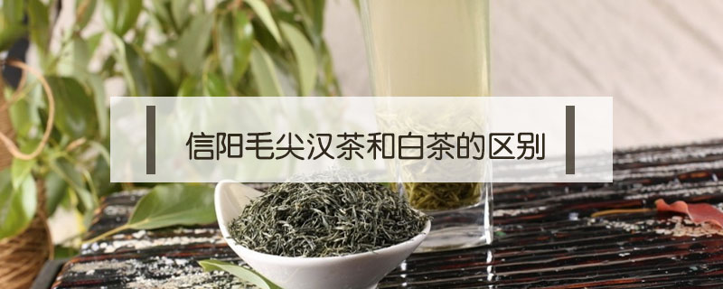 信阳毛尖汉茶和白茶的区别