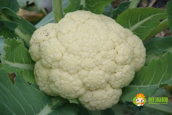 花菜脏的地方怎么清,花椰菜怎么洗干净