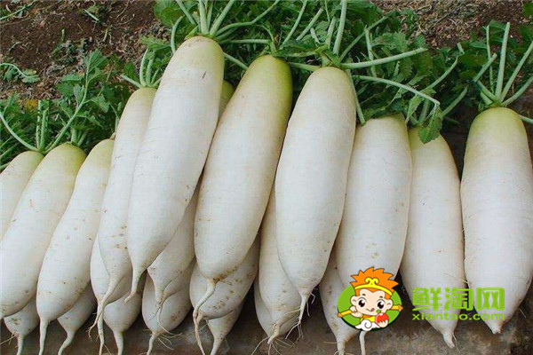 白萝卜放地窖储存好吗，胡萝卜可以放土里长久保存吗