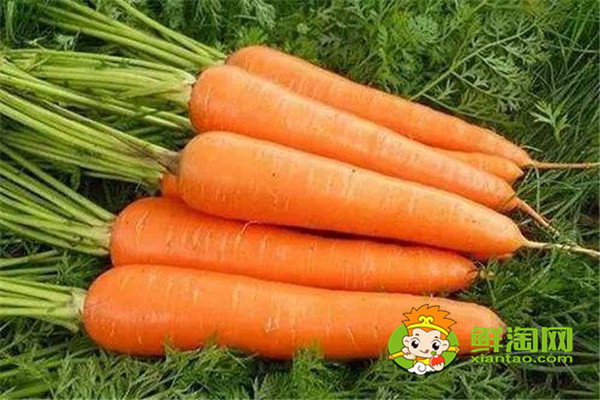 榨胡萝卜汁需要煮熟吗,胡萝卜一天吃一根行吗