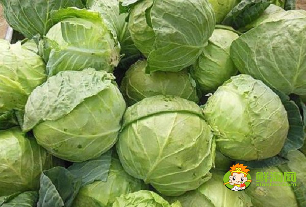 包菜一年能种几茬,露天包菜什么时候种植