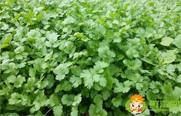 香菜什么时候种植最好,香菜种植方法和时间