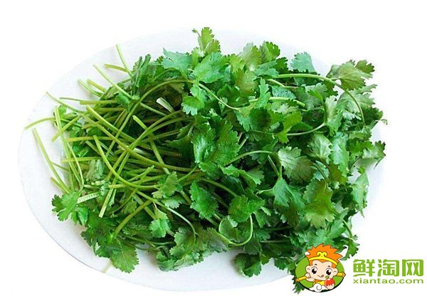 香菜吃多了有什么坏处,香菜的功效与作用
