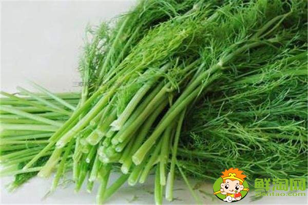 茴香菜的功效与作用及食用方法,哪些人不适合吃茴香菜