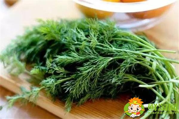 茴香菜可以晒干吗,茴香为什么晚上不能吃