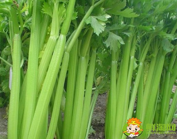 山东芹菜产地哪里有名,西芹哪里产的最好