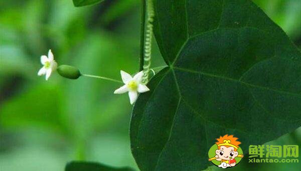 冬瓜的种子是为什么是绿色的,冬瓜的种植时间是什么时候