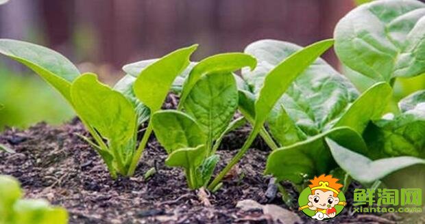 如何挑选菠菜,什么样的菠菜好吃