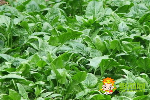 菠菜煮久了能吃吗,菠菜和虾能一起煮吗