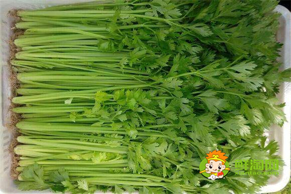 7种蔬菜更适合生吃,蔬菜生吃更有营养,厨房懒人必备