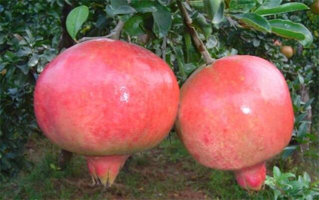 什么品种的石榴最甜最大,除了山西临潼石榴还有御贡的石榴