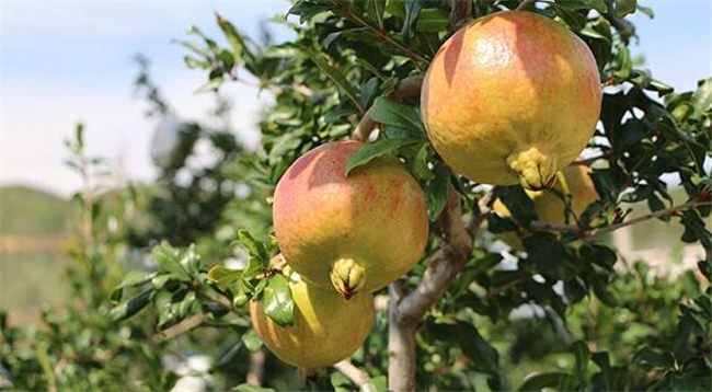 什么品种的石榴最甜最大,除了山西临潼石榴还有御贡的石榴