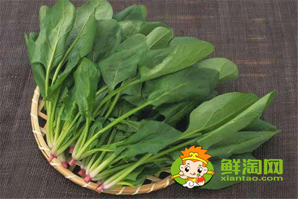 菠菜用开水烫一下能吃吗,每天吃菠菜对身体好吗