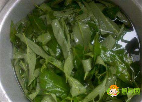 空心菜怎么择菜,空心菜为什么不用刀切