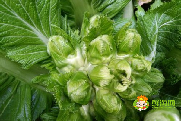 绿色的娃娃菜叫什么,原来还有这样的娃娃菜