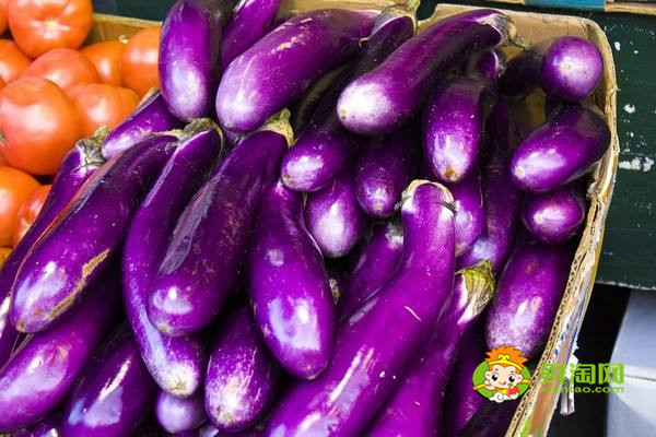 茄子是什么时候传入中国的,原来早在这个时候就有茄子了