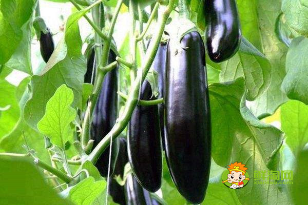 茄子是秋天的蔬菜吗,秋天的茄子不要生吃