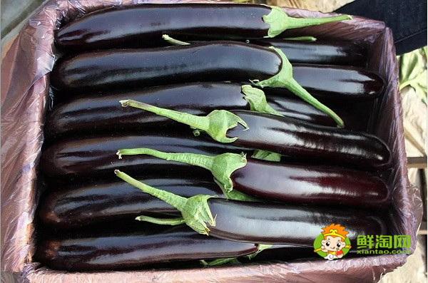 茄子是秋天的蔬菜吗,秋天的茄子不要生吃