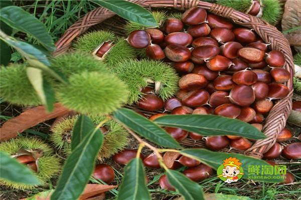 板栗怎么保存不会坏,原来板栗还可以这么保存