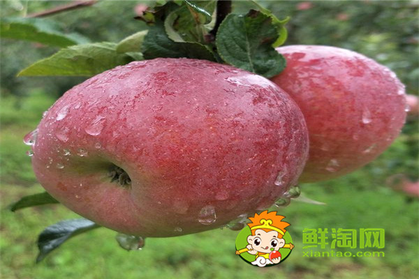 苹果怎么洗比较干净,苹果核坏了可以吃吗