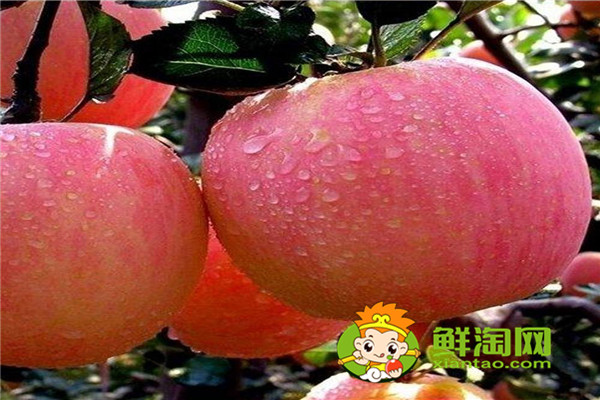 新红星苹果几月成熟,红星苹果和红富士苹果哪个好