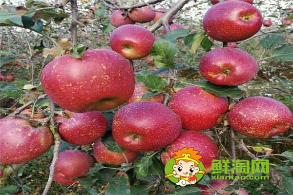 苹果和苹果皮哪个更有营养,苹果煮熟吃还有营养吗