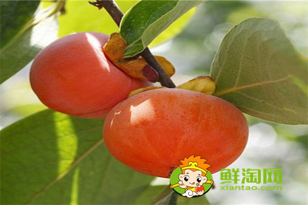 甜柿子吃多了会怎样，买回来的柿子怎么保存