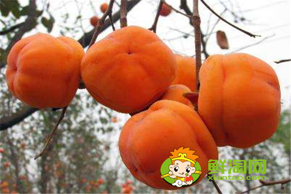 甜柿子吃多了会怎样，买回来的柿子怎么保存