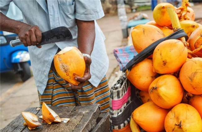 椰子的种类有几种,椰子的种类及图片大全,那种椰子品种更好吃