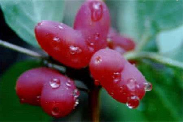 杈杷果什么时候成熟,杈把果的功效与作用