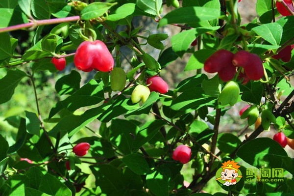相思果能吃吗,相思果和樱桃的区别