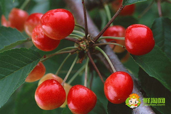 相思果能吃吗,相思果和樱桃的区别