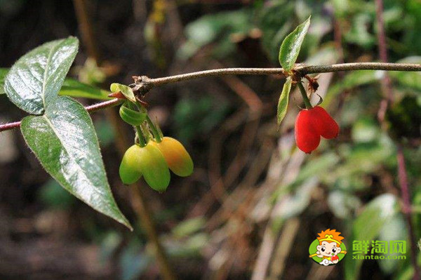 相思果能吃吗,相思果和樱桃的区别