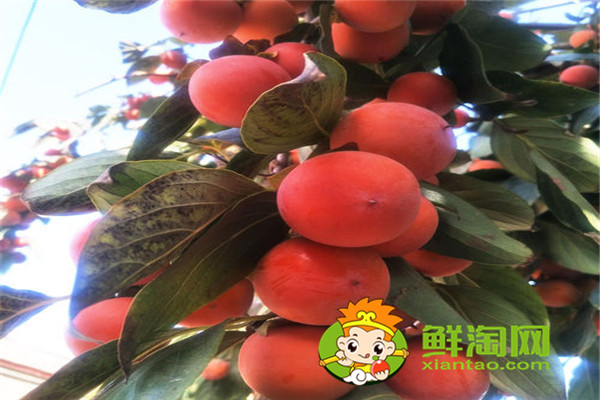 陕西柿子哪里比较有名,什么品种的脆柿子好吃