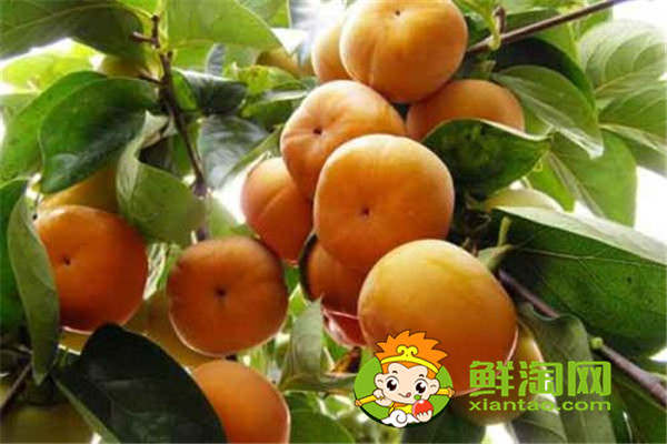 陕西柿子哪里比较有名,什么品种的脆柿子好吃