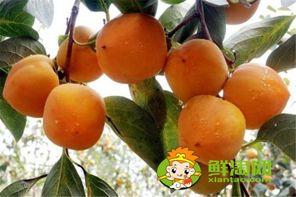 陕西柿子哪里比较有名,什么品种的脆柿子好吃