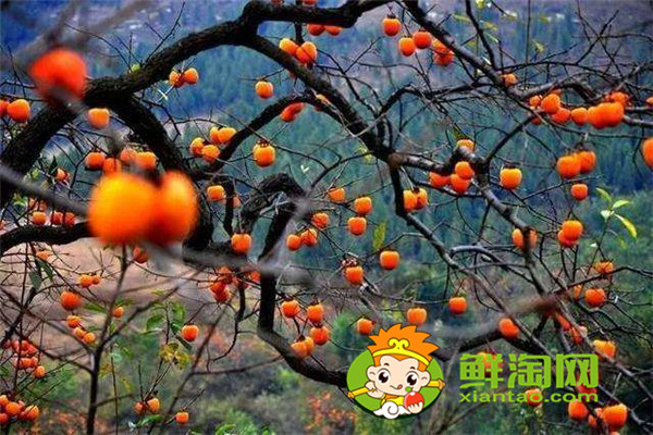 陕西柿子哪里比较有名,什么品种的脆柿子好吃