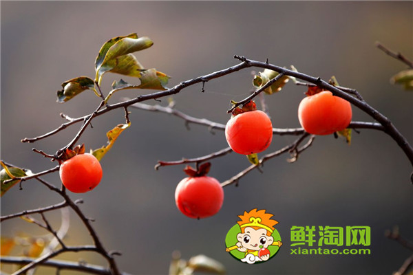 陕西柿子哪里比较有名,什么品种的脆柿子好吃