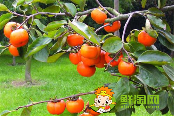 柿子饼怎么做,这样做的柿子饼最好吃,你学会了吗