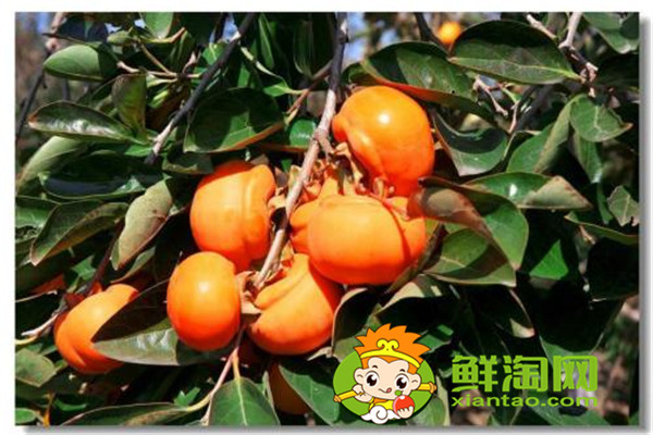 柿子都有哪些吃法,硬柿子怎么催熟最快