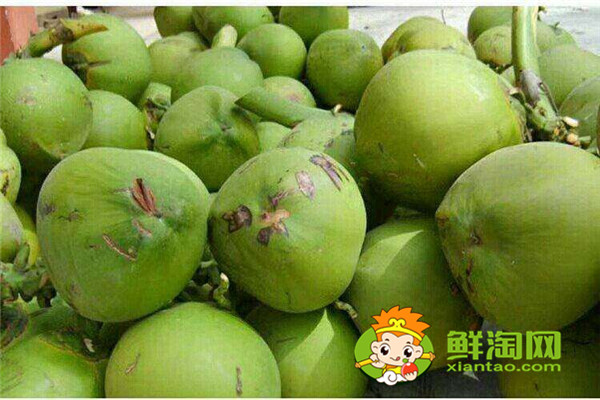 毛椰子和青椰子的区别,怎么挑选椰子