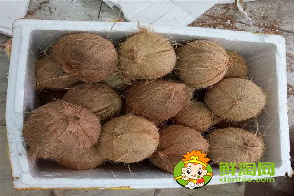 毛椰子和青椰子的区别,怎么挑选椰子