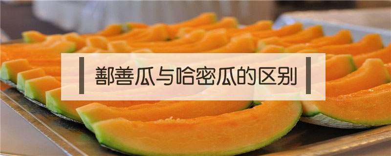 鄯善瓜与哈密瓜的区别